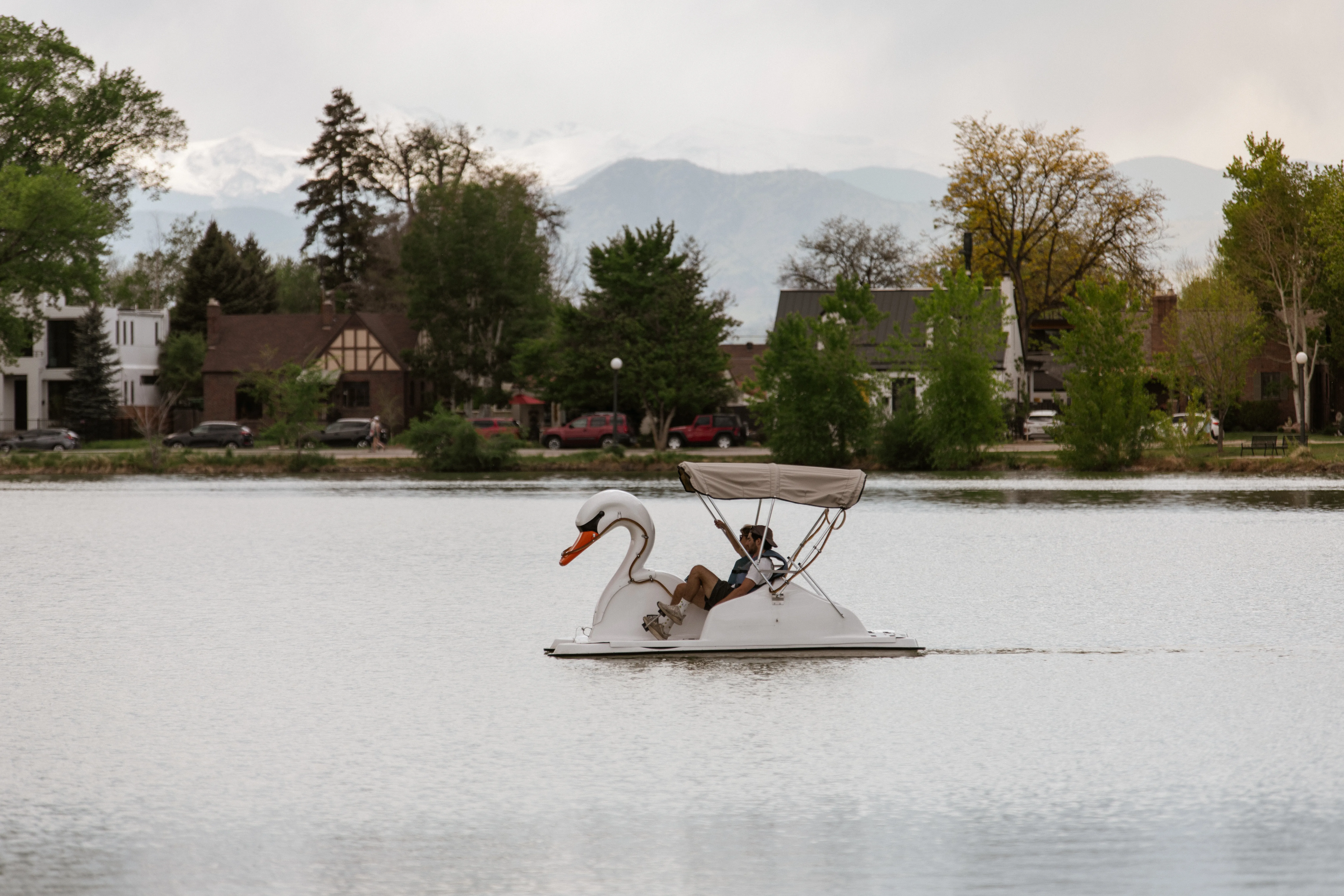 Canada geese grazing beside the lake