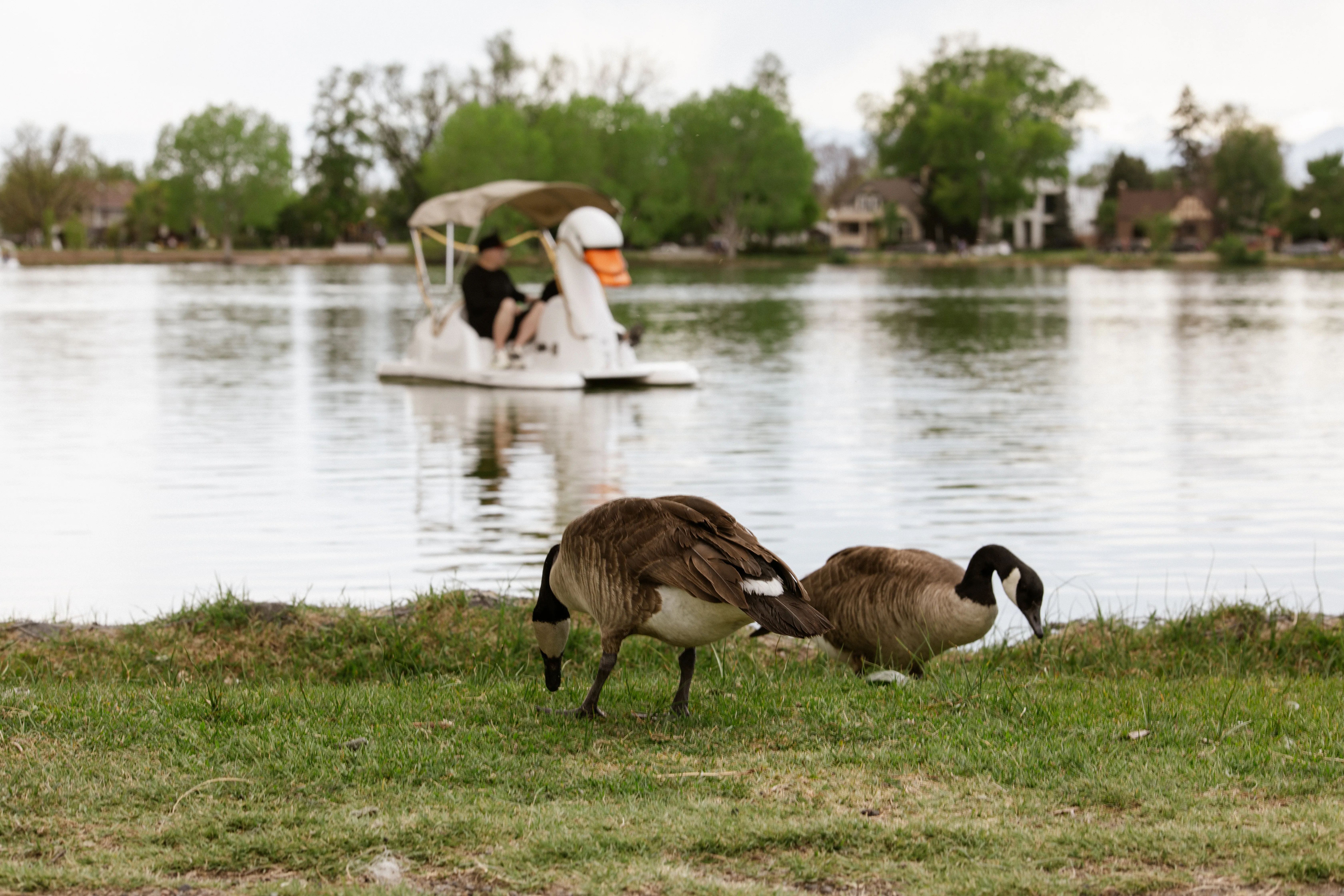 Geese and pedal boats in the foreground