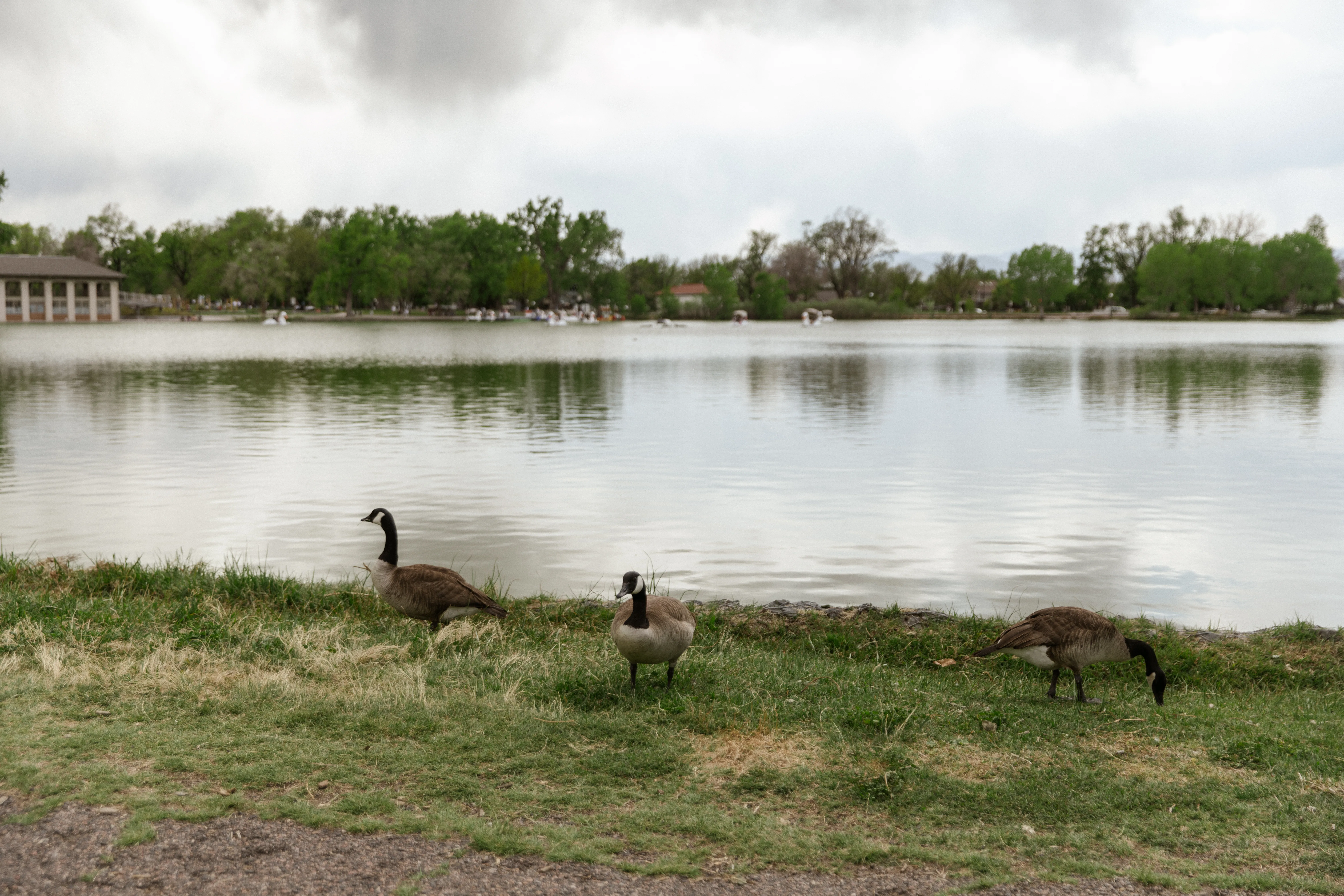 Swan boats gliding across Smith Lake