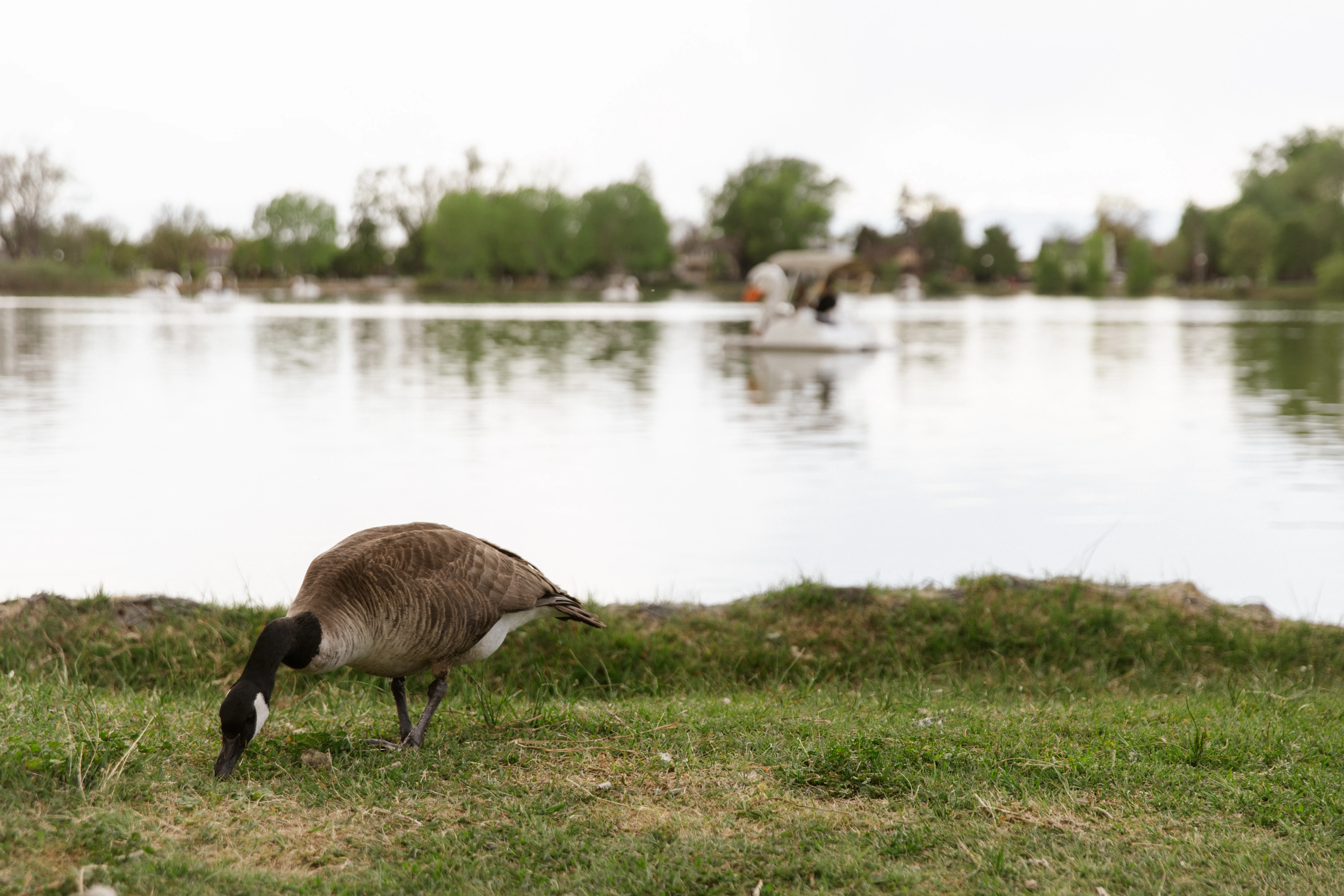 Pedal surrey passing the shoreline